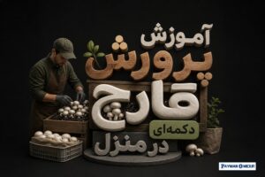 آموزش پرورش قارچ دکمه‌ای در منزل