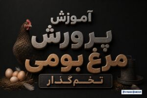 آموزش پرورش مرغ بومی تخم‌گذار