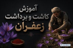 آموزش کاشت و برداشت زعفران